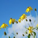 제일한방병원 이미지