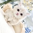 Pet.J | 펫제이 (PET.J)청담점에서 분양 후기예요 읽어봐 주세요!!