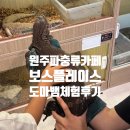보스플레이스 | 원주 파충류샵 보스플레이스 방문 후기｜아이 체험부터 도마뱀 분양까지