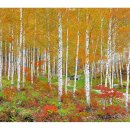 자작나무 이미지