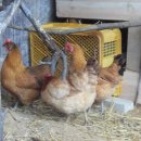 고센 농장 이미지