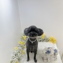 하리몽 이미지