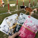 바디컨트롤 유도트레이닝센터 | [경북 영천] 러닝독 트레이닝 _ 반려견 교육, 강아지 훈련, 도그피트니스 후기