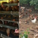 행복양계장 이미지