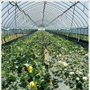 채원농장 이미지