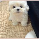 남촌도림동-7 이미지