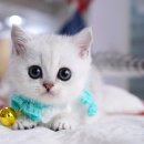 강남 고양이 분양 캣프렌즈 이미지