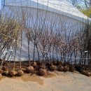 베스킨라빈스영주