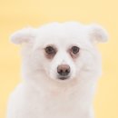 26.07.24 두콩,먹지,백미,로니 📸 사진관,열두달 이미지