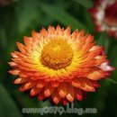 로단테(Rhodanthe) 이미지