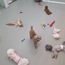 도그카페 네이버블로그
