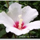 샤론의꽃 - 부평구 마장로 399 | 샤론의꽃