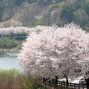 백운면 벚꽃길 이미지