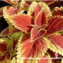 글로벌에스에스 이미지