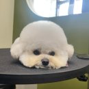 가위전설 | [청주 비하동] 메모르드몽 : 말티푸 첫 미용 성공 후기! 스트레스 없는 가위컷 전문점 (비하동)