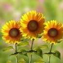 썬플라워 이미지