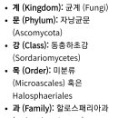 게의 진균 Trichomaris invadens 감염 흑매트증후군(Black Mat Syndrome, BMS) 대게(Snow crab) 이미지