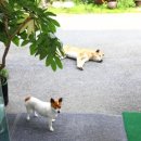 시냇가 펜션 이미지