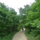 대관령마루길 이미지