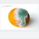 오렌지 수산 이미지