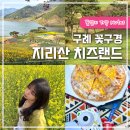 구례목장 | 구례 지리산 치즈랜드 수선화 유채꽃 실시간 양떼목장