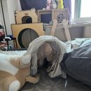 호호냥(Hohonyang) 이미지