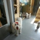 우쭈쭈 애견샵 이미지