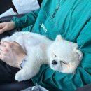 거제아일랜드호텔 | 거제강아지애견카페 찾다가 정착한 멍아일랜드 🐶
