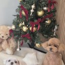 행복한 애견 미용 | 동삭동애견미용 우리 강아지 행복한 시간, 두르밍 미용 후기