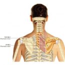 바른자세척추운동(SNPE)2 이미지