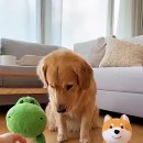 모두의 댕댕이 이미지