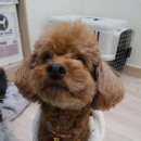 랑이네식탁 | 부천 강아지수제간식 :: 부천 랑이네 식탁 오프라인매장 후기 :)