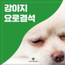 미사동물병원 네이버블로그