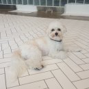 개좋은날 이미지