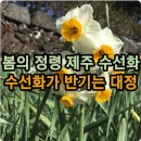 제주 수선화(Daffodil | Sacred lily | Narcissus, 몰마농) - 추사화 이미지