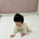 아기침대추천 더베드캠프511 스텔라비: 슈퍼싱글 데이베드 가성비좋은 저상형침대 세텍가구박람회 구입