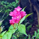 백야자연휴양림 이미지