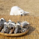 위즈동물메디컬센터 이미지