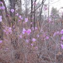 진달래 핀 풍경 이미지