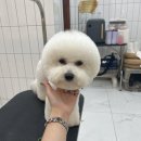 살롱드댕댕 이미지