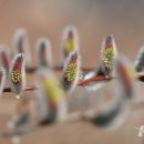 버들강아지 이미지