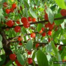 아림농장 이미지