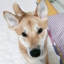 (강아지 실종신고) 서울시 도봉구 쌍문동 4번출구 근처 집 앞에서 실종된 강아지를 찾습니다! 이미지