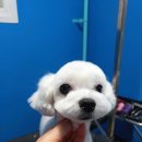 개편한 애견미용 이미지