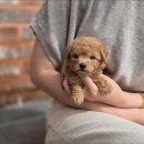 고려동물병원 이미지