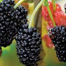 오디가개 이미지