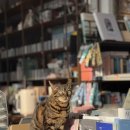 안동풍경호스텔 n LIBRARY 네이버블로그