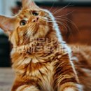 커뮤니캣 고양이 호텔&미용실 이미지