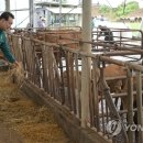 여물소 축산