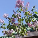 수수꽃다리 이미지